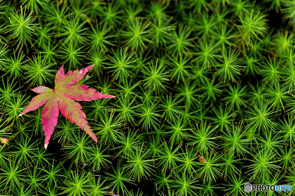 もみじ、刺される。