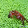 全身赤面、きっとメンタル弱め。