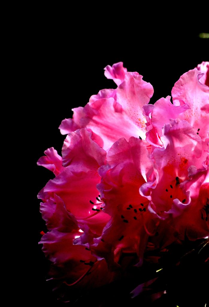 花撮影は好きだけど、名前を知らないので困る。