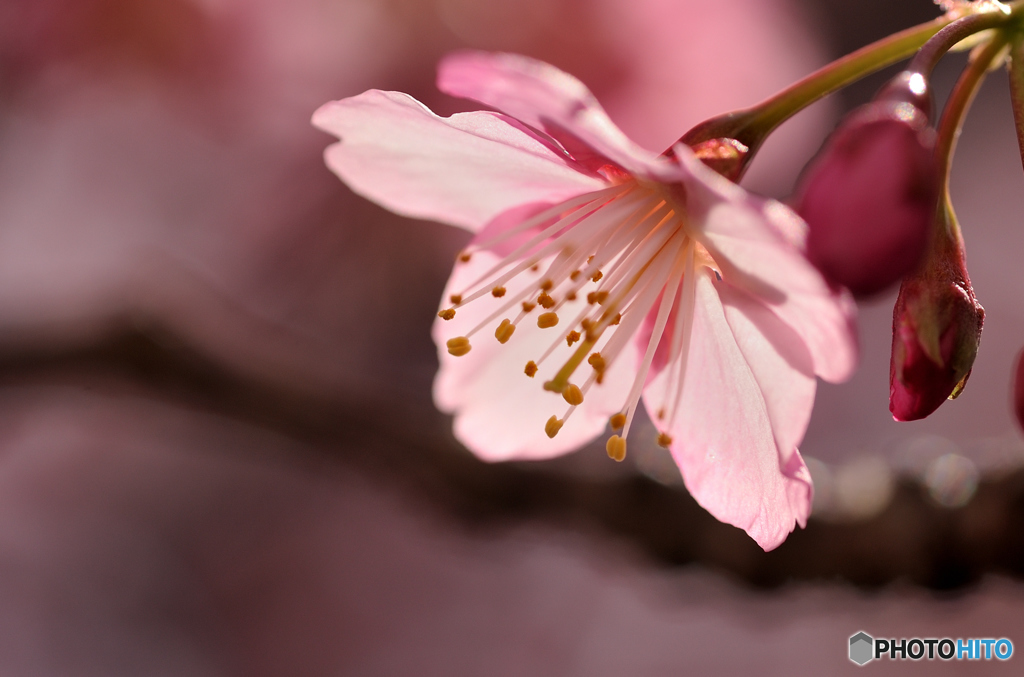 花見もいいけど後片づけが大変。