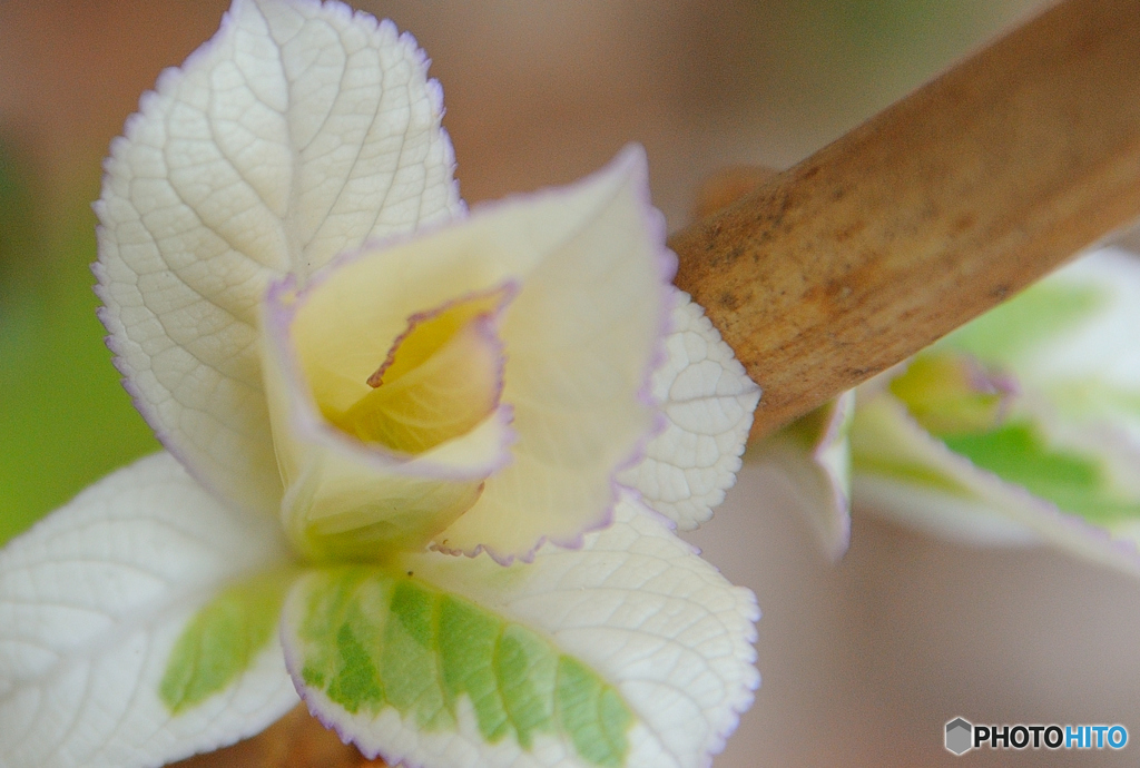 花マネが上手い葉っぱか、葉マネが上手い花か分かりにくい。