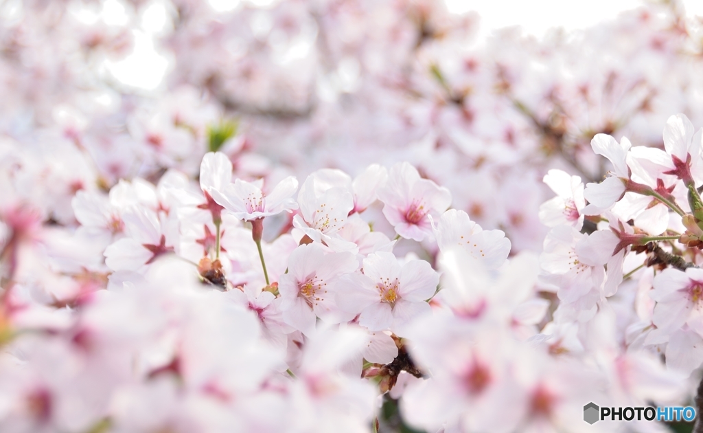 桜とか、サクラとか、さくらとか、SAKURAとか。
