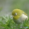 めじろ