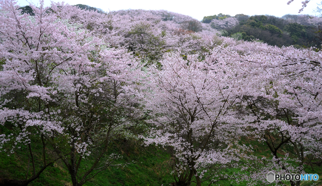 遠くの桜も近くまで行けば近くの桜。