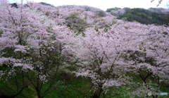 遠くの桜も近くまで行けば近くの桜。
