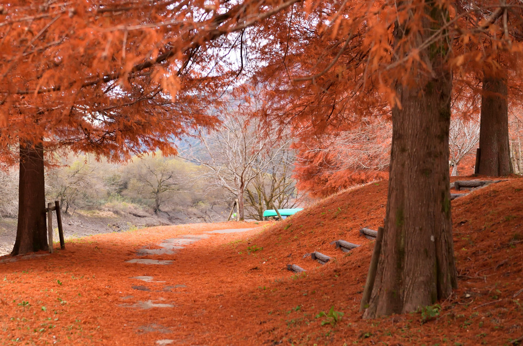 紅葉、終了カウントダウン