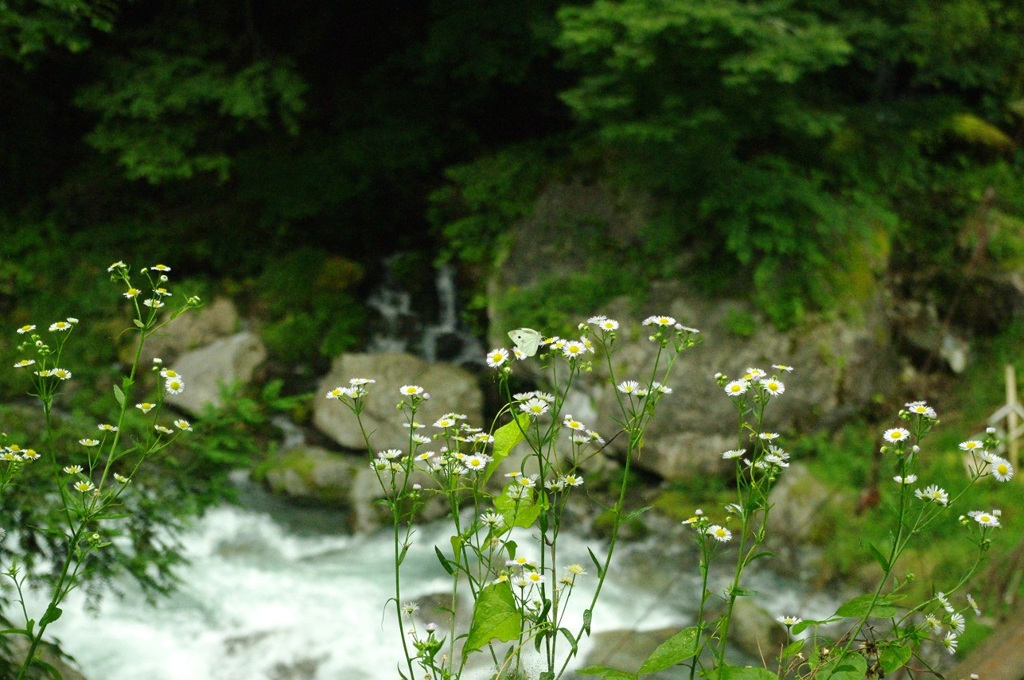2010-0711-奥多摩_03