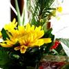 菊