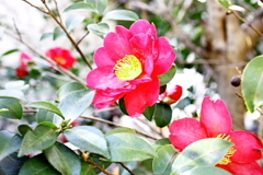 赤い花