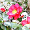 赤い花
