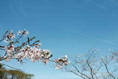 桜と飛行機雲