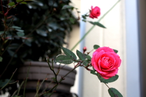 恋の花