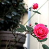 恋の花