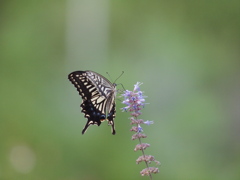 P8147970