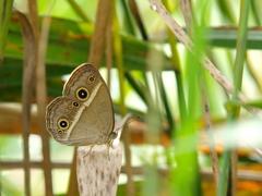 P8156833