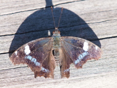 P9248909