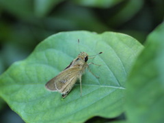 P7101652