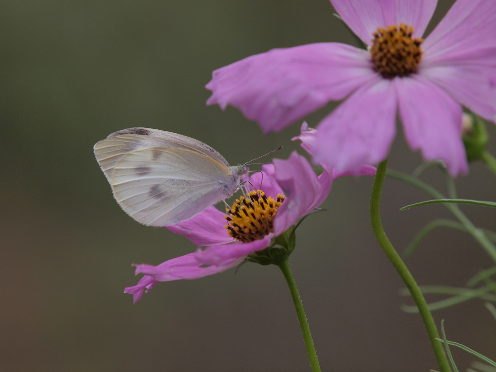 P9238555