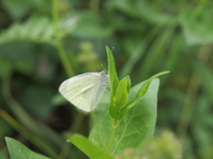 P5080778