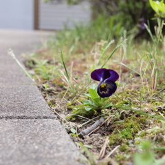 君はどこから・・・・