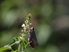P9238469