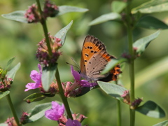 P8148138