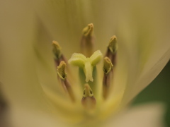 50Macro