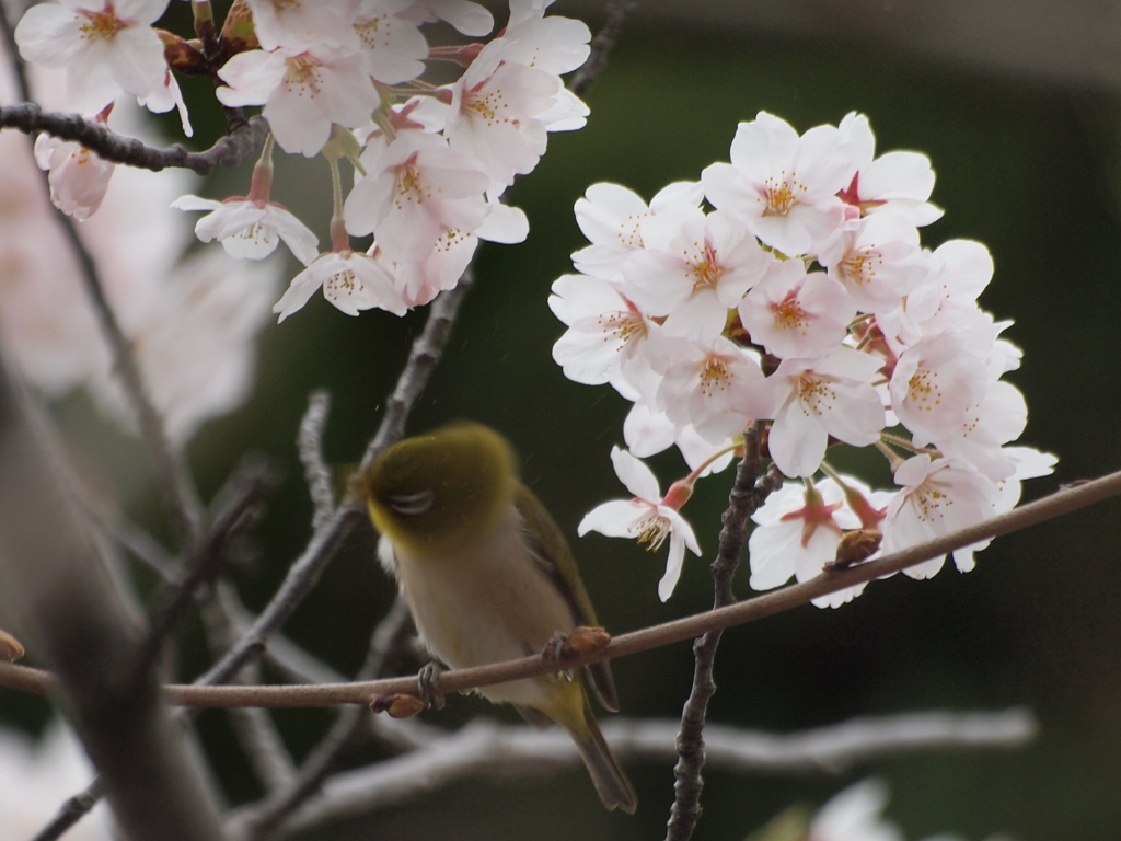 へ～くしょい：花粉症?
