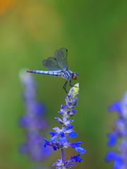 P8147856