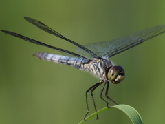 P7175615
