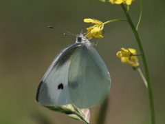P6194479