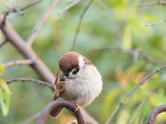 身近な鳥たち
