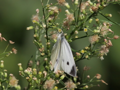 P9238493
