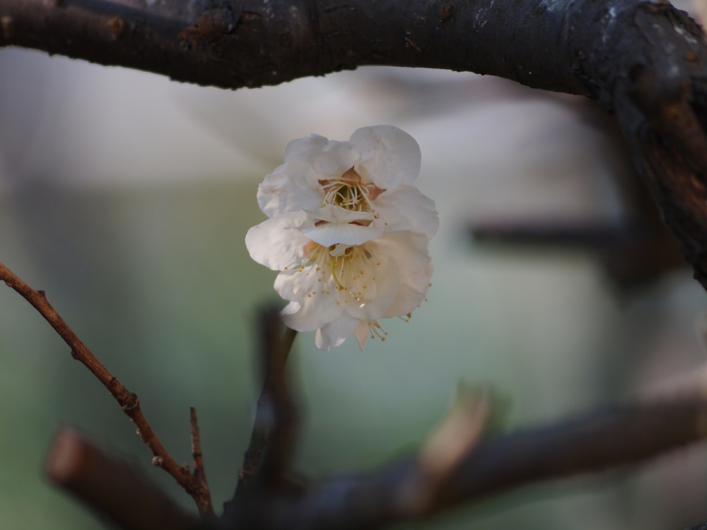 梅花