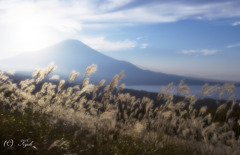 ススキと富士山