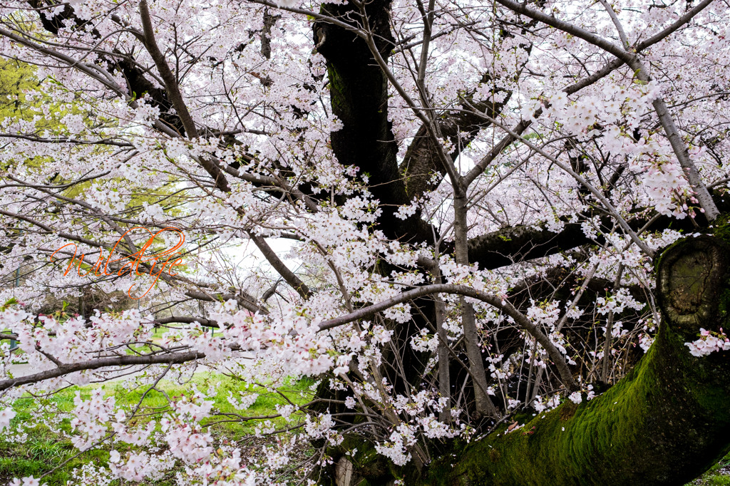 野生の桜