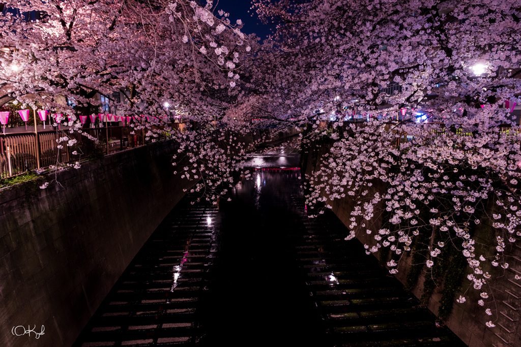 夜の桜