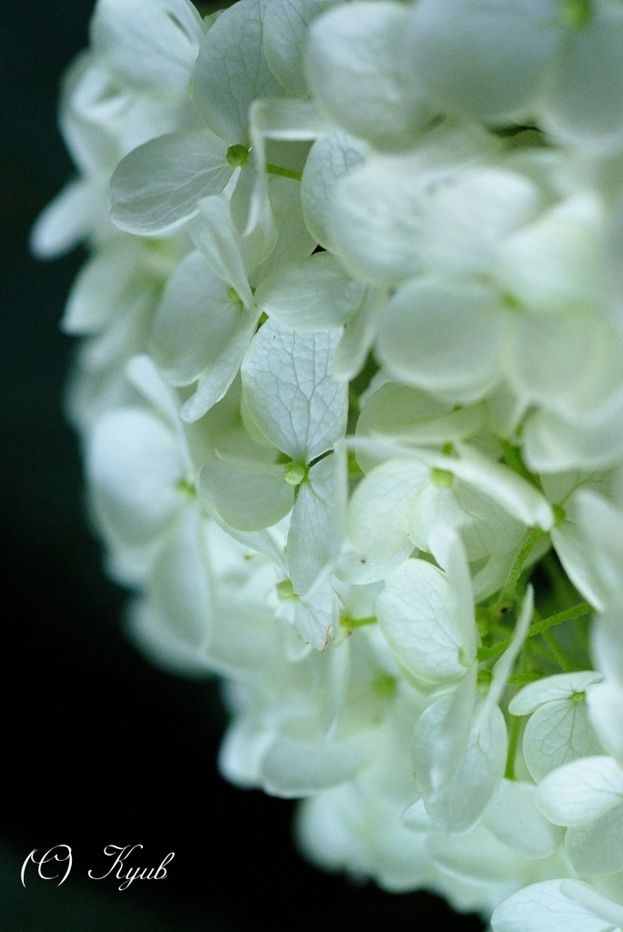 山紫陽花