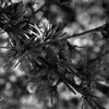 菊桃