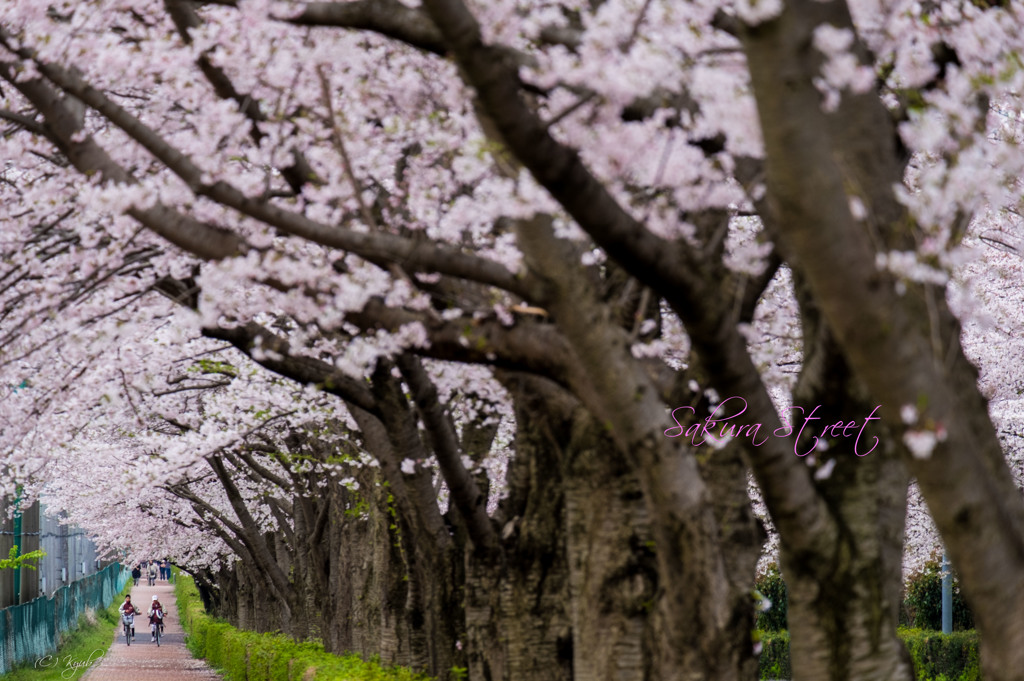 桜通り