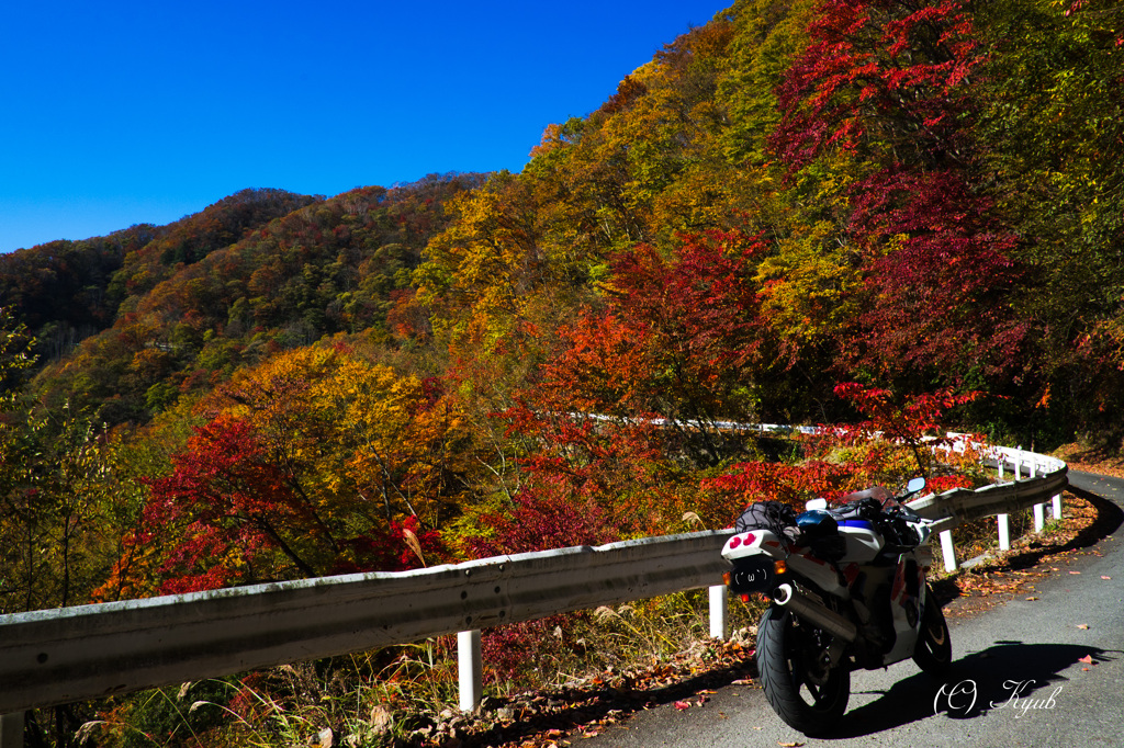 紅葉道