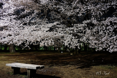 静寂な公園と盛大な桜
