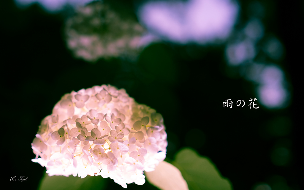 雨の花