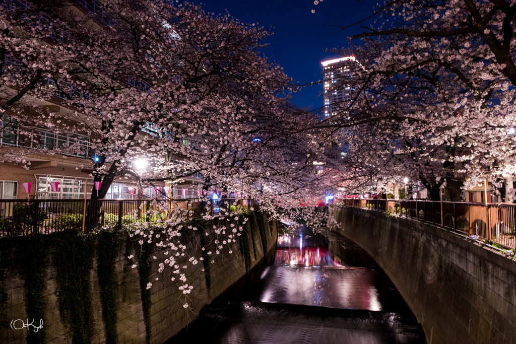 街の桜