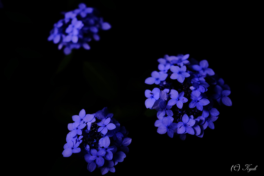 夜花