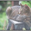 夏と猫