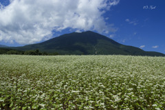 信州の花