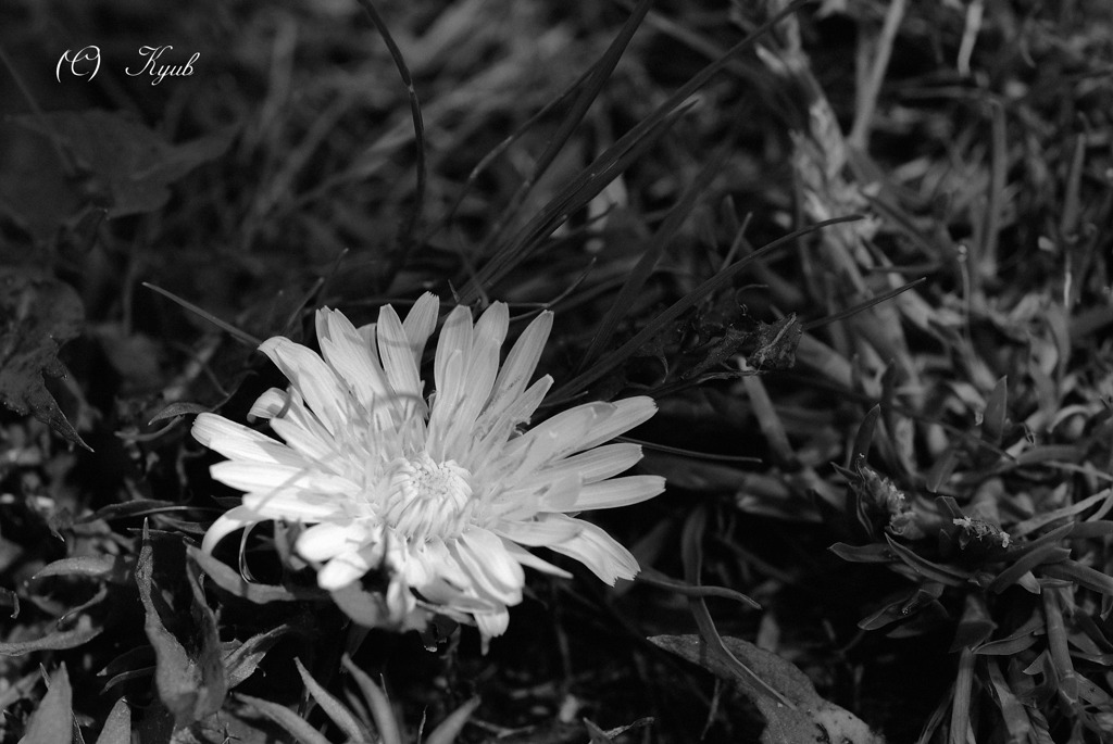 野生の花