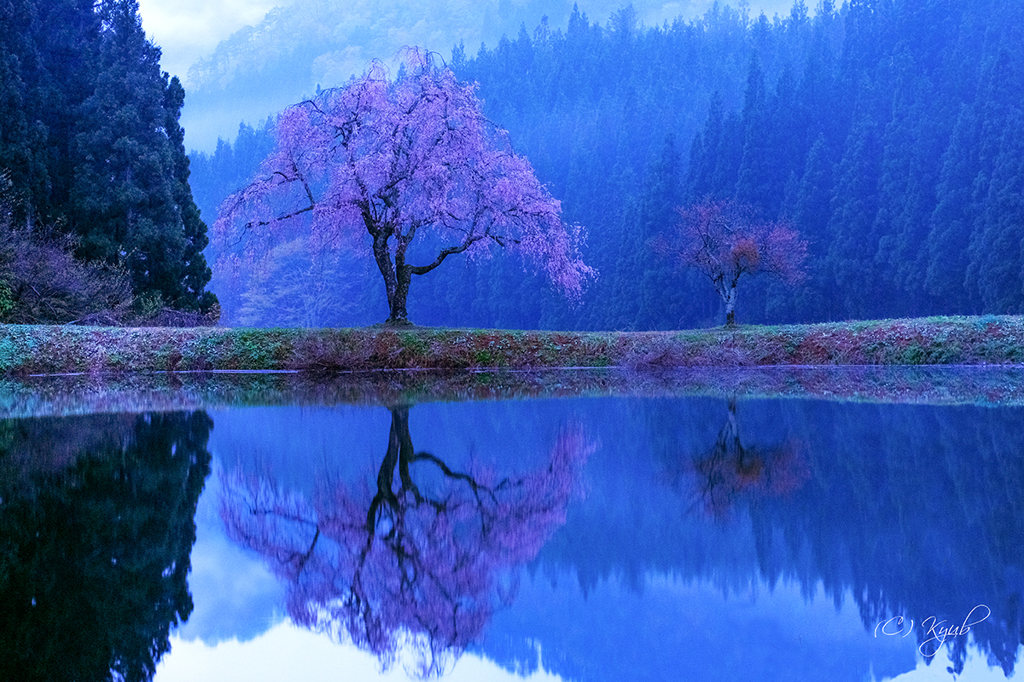 朝の桜
