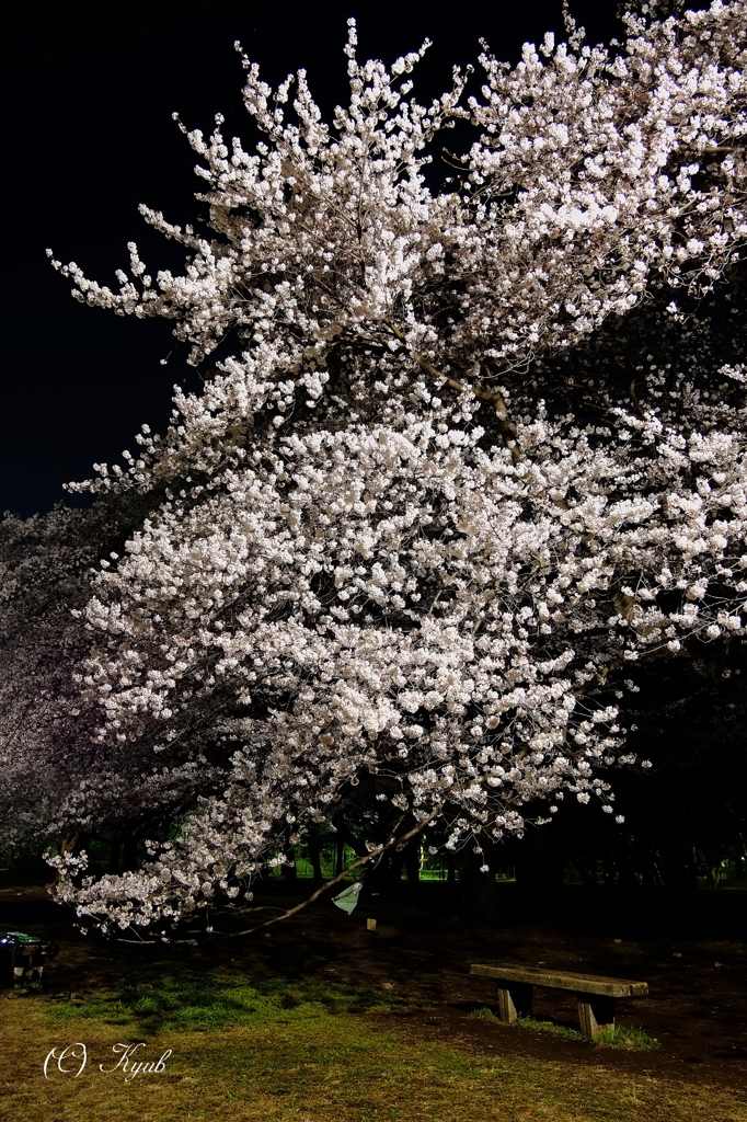 花見の特等席
